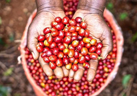 Fairview Coffee Beans (Medium Roast) - Nathez out of Africa
