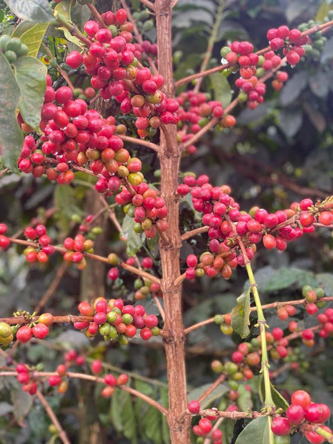 Fairview Ground Coffee (Kaldi City) - Nathez out of Africa