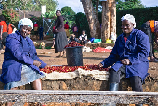Fairview Estate Kenya Arabica coffee beans dark roast 500g — single-origin ethically sourced