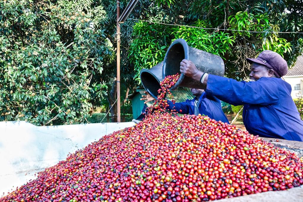 Fairview Estate Kenya Arabica ground coffee medium roast 500g — single-origin ethically sourced