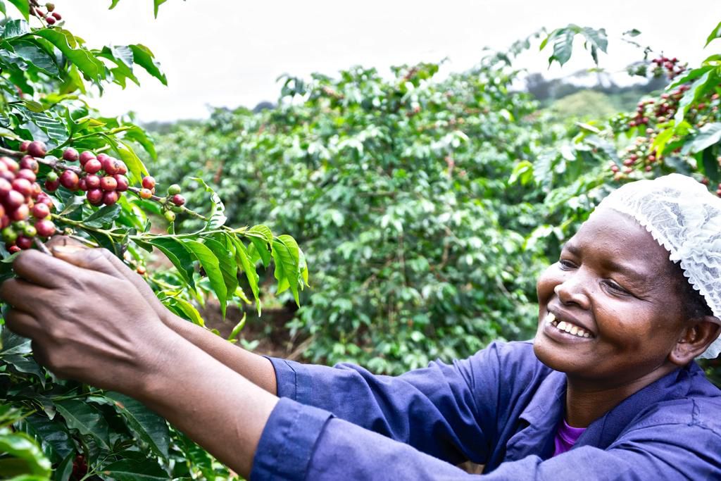 Fairview Kaldi City Beans Ethiopian coffee — premium roasted specialty coffee beans