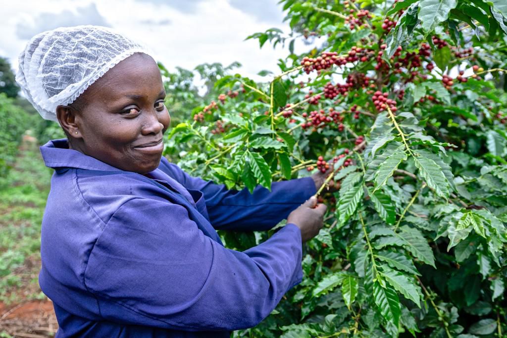 Fairview Kaldi City Beans Ethiopian coffee — premium roasted specialty coffee beans