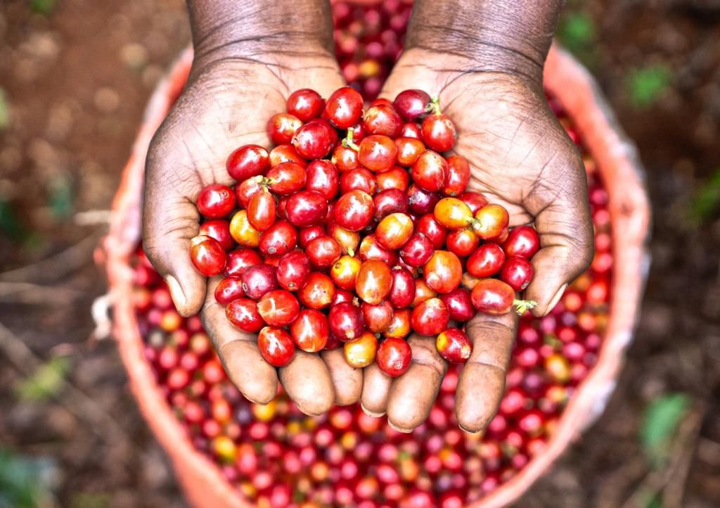 Fairview Estate Kenya Arabica coffee beans dark roast 500g — single-origin ethically sourced