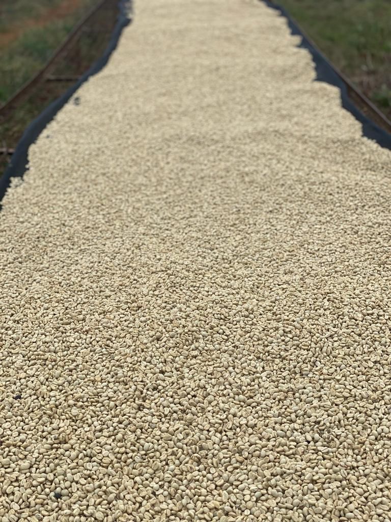 Fairview Estate Kenya Arabica coffee beans dark roast 500g — single-origin ethically sourced